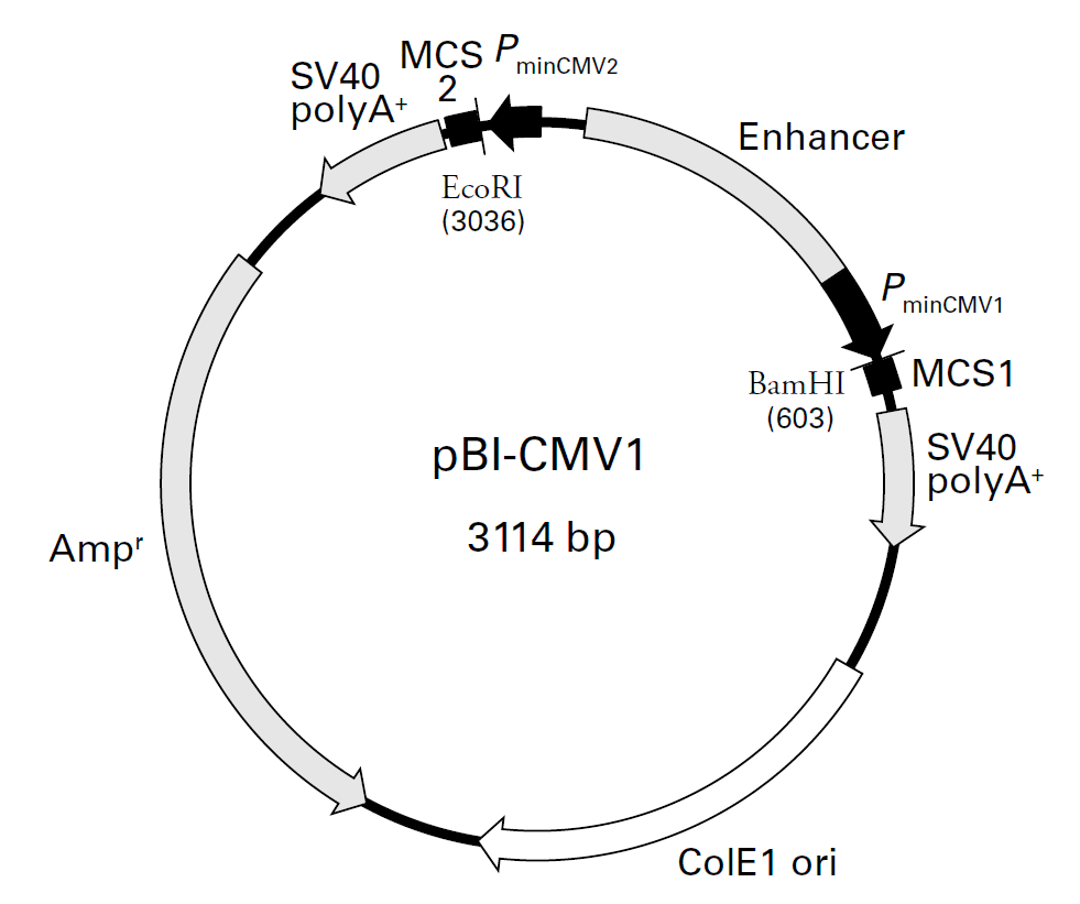 pBI-CMV1载体图谱